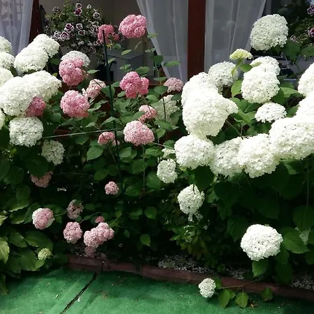 Homestay Miedzyzdroje Noclegi Miedzyzdroje