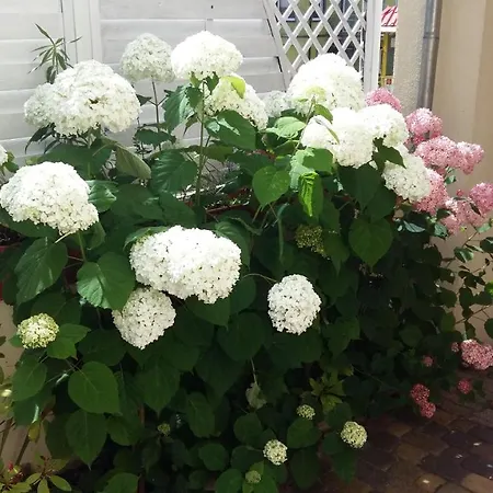 Homestay Miedzyzdroje Noclegi *